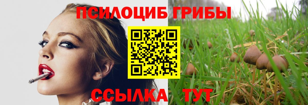 Псилоцибиновые грибы Psilocybe Сосновый Бор